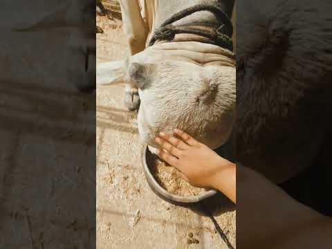 #cow #hajj2023 #hajjmubarak #albaik #eiduladha2023 #mashaallah #whitebeauty #love