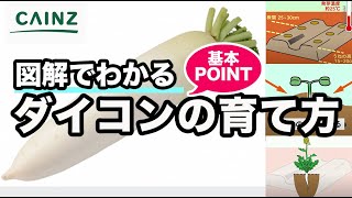 ダイコンの育て方｜大根（だいこん）栽培｜春・秋｜股根の原因や対策【カインズ野菜栽培】