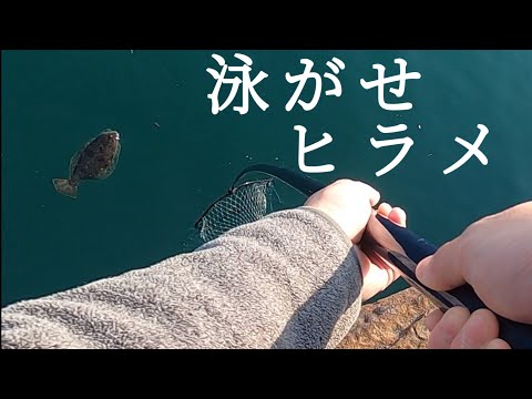 【泳がせ釣り】港でヒラメ釣って食べる