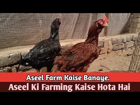 Aseel Murga Farm || Aseel Farming Informative Video #aseel #aseelmurga #poultryfarming