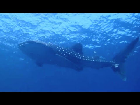 [ジンベイザメ] バリ島トランベンで、まさかのジンベイ(⁠☉⁠｡⁠☉⁠)⁠!  whale shark in tulamben bali