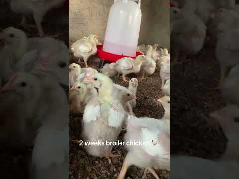 2 weeks old broiler Chicken #farmlife #chickenfarming #southafricanfarm #poultryfarming #broiler