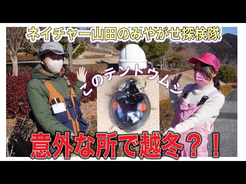 越冬中の昆虫観察at 宮ヶ瀬湖畔園地【ネイチャー山田のみやがせ探検隊第13回 】