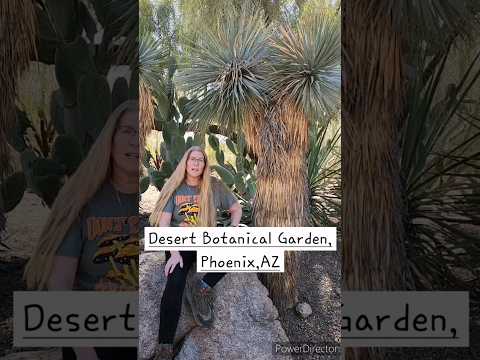 Yucca Uses AZ Foraging