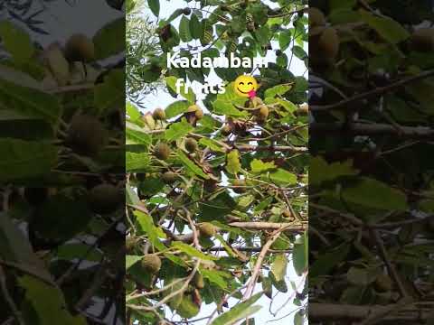 Kadambam fruits 😋#trending#short#virl#vide✨