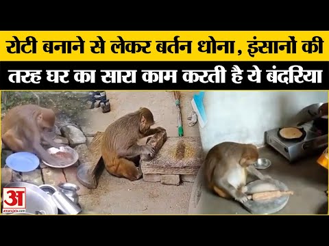 Rani Bandariya Viral Video: बंदरिया कराती है सभी काम, सोशल मीडिया पर Viral हुआ रानी का Video