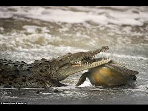 Sea Turtles Documentary HD - documentary bbc 2015 turtles and tortoises animals