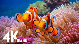 Aquarium 4k VIDEO (ULTRA HD)-Relaxing Music with Colorful Coral Reefs,Fish,and Stunning Ocean Scenes