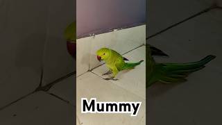 #parrottalking #parrot #cute #parrotr #birds #parrotentertainment #parrotlover #youtubeshortsviral