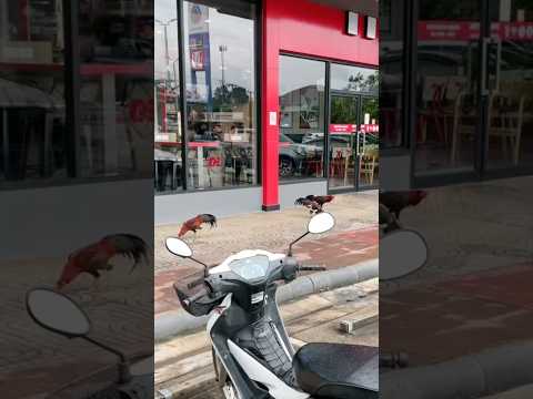 มาเดินแถวนี้้ เรียบร้อยยย!!🐓🍗😂 #คนไทยเป็นคนตลก #ฝากติดตาม #มิสเตอร์แมน #funny #funnyvideo #haha