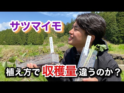 サツマイモ栽培は植え方で収穫に差があるのか？