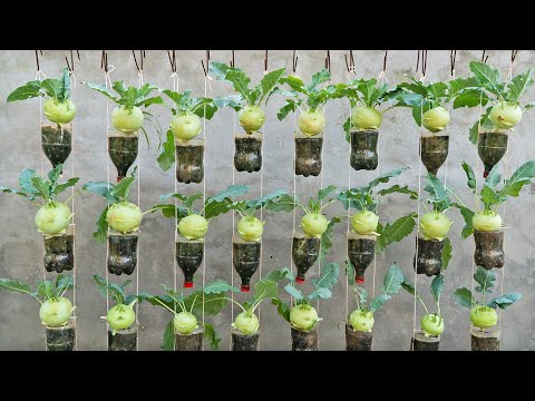 It's great if you know how to grow kohlrabi in plastic bottles. The fruit is large and sweet