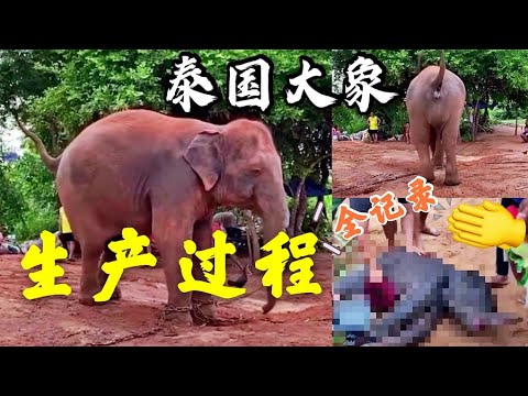 大象🐘生产过程 全记录❗❗ 你不一定见过 生娃