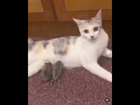 #funny #cat has adopted kids #catlovers