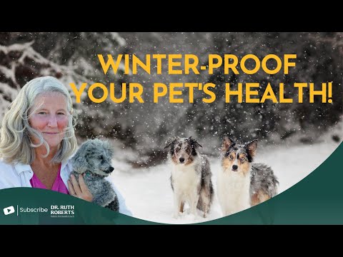 Cold Weather Dangers for Pets: What Every Owner Must Know!