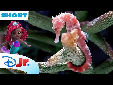 Disney Animals - Seahorses | Under the Sea with Ariel | The Little Mermaid 🧜🏾‍♀️| @disneyjr