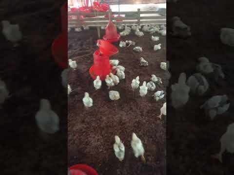 #poultry #boiler #shortvideo #shorts