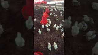 #poultry #boiler #shortvideo #shorts