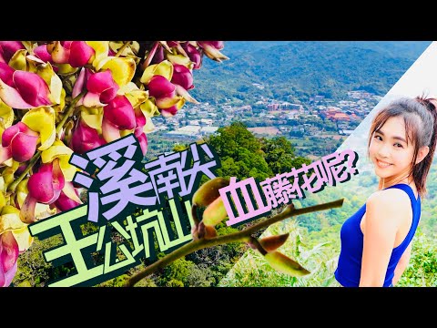 【溪南尖⛰️王公坑山】找血藤花🌹『還好沒滾下去』爬到哀哀叫...數不清的攀繩🧗這座小山真的不能小看...