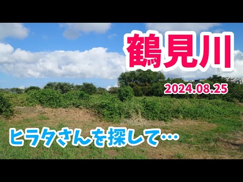 【昆虫採集】鶴見川 河川敷 クワガタ採集 2024.08.25 ［ヒラタクワガタ、コクワガタ、横浜］