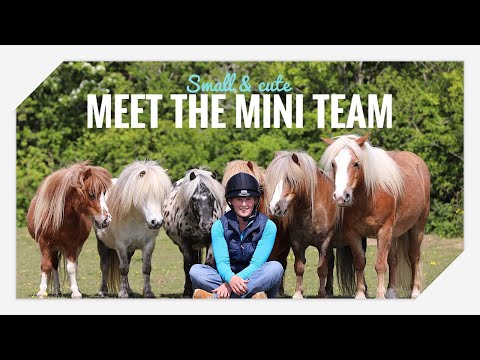 Meet my Mini Pony Team!