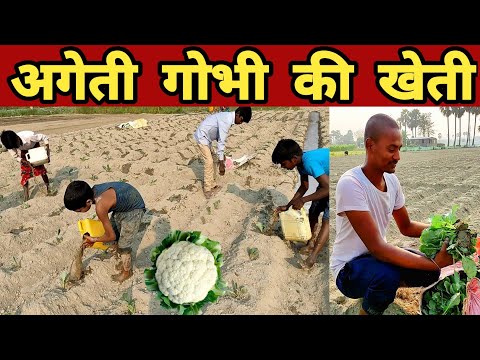 Cauliflower farming | फूल गोभी की खेती की जानकारी | gobhi ki kheti | Gobhi ki kheti garmi me