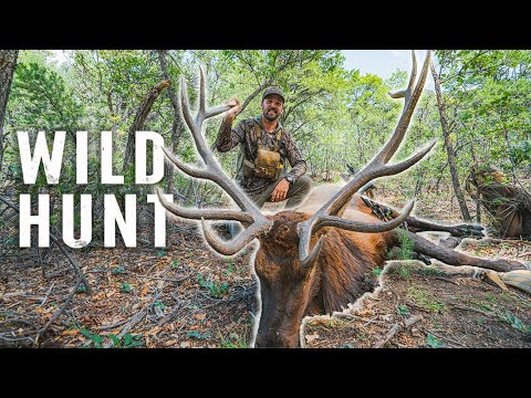 ELK Bugle Fest on PUBLIC LAND (New Mexico ARCHERY w/ UnGuided)