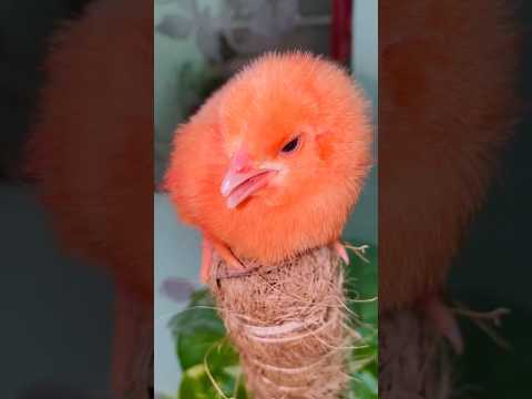 Colorful Chicks Chirping - More beautiful Chicken chicks sound - rangen chuja #birds#wildlife#shorts