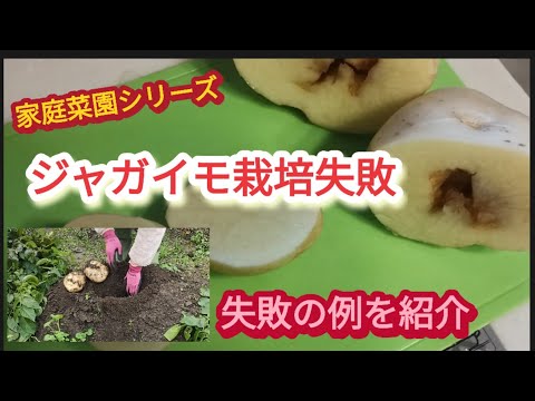 【秋ジャガイモ栽培】春に続いて栽培を失敗しました【家庭菜園シリーズ】