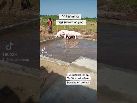 Pigs Swimming pool at the farm! They love it!  #farming #pig #shortsfeed #shorts #investing