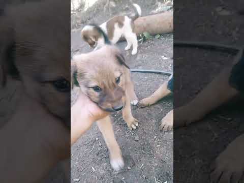 Angry my dog #dogloverschannel #funny #viralvideo #comment #like