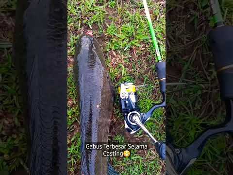 Snakehead || Rekor Pribadi 1.3 kg #fishing #shorts