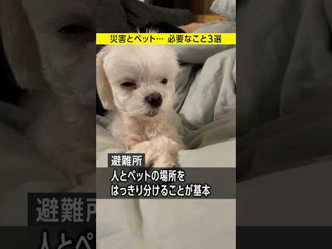 【災害とペット】生き抜くために必要なこと３選／#みん防