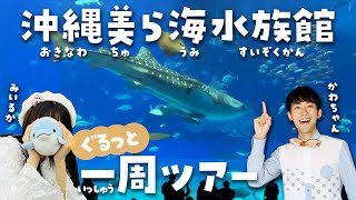 美ら海水族館行く前に見て！ジンベエザメと100倍楽しめるツアーwithみいるか🐬