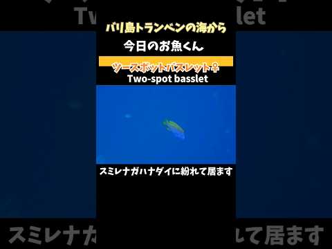 [ #ツースポットバスレット ♀] #バリ島ダイビング で見れる #お魚 two spot #basslet in #tulamben #bali #shorts