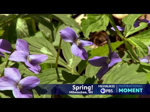 Milwaukee PBS Presents | Inspirational Moments | Spring!