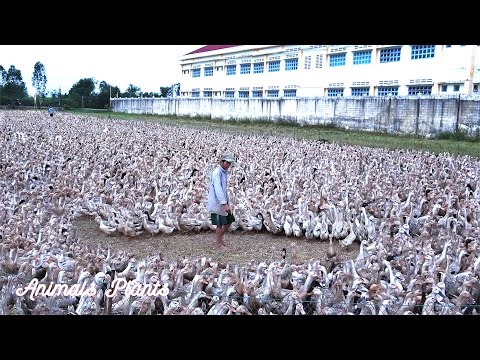 The Duck | Duck | Followed the herd of ducks to lay nearly 14,000 ducks in 24 hours.Animals Plants