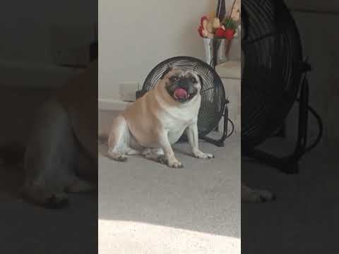 A very hot dog, cute pug hogging the fan. #summer #puglife #subscribe #heatwaves