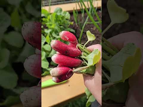 Radish harvest, first crops, high raised garden bed