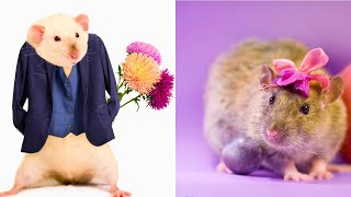 Male vs Female Rats: The Differences & Which to Get as a Pet!