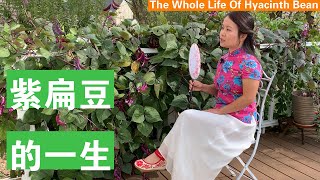 [ENG SUB] 懒人蔬菜懒人花，紫豆超级好看而且很容易种 The Whole Life of Hyacinth Bean