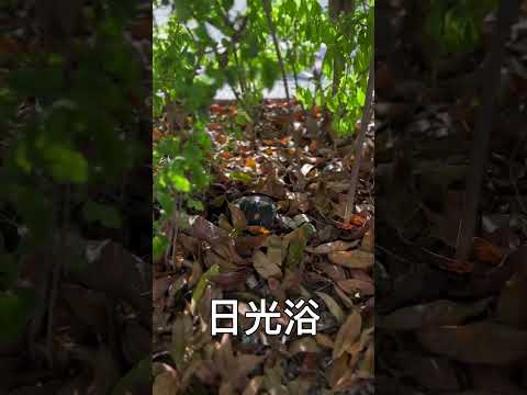 #烏龜🐢跟拍