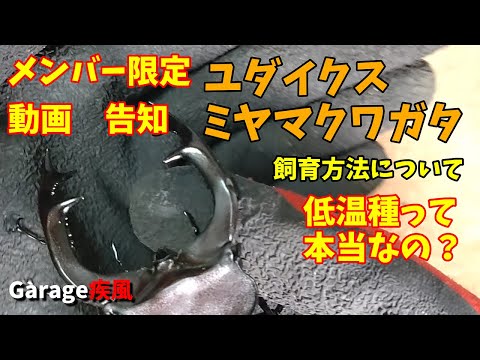 【メンバー限定動画告知】ユダイクスミヤマクワガタ羽化　低温種って本当なの？　飼育方法について　#クワガタ