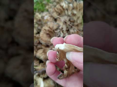 Hen of the Woods Identification Tips