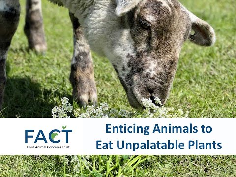 Enticing Animals to Eat “Unpalatable” Plants