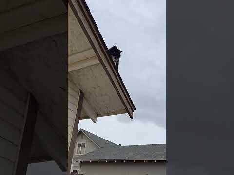 @maccaroniandfriends: Diablo stuck #cat #cats #kitty #kitten #catlover #catvideos #catshort