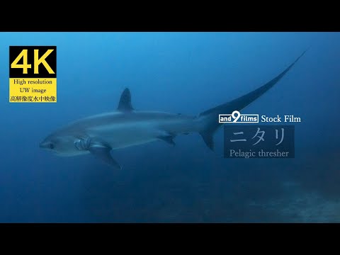 【4K 水中映像】ニタリ / Pelagic thresher / Alopias pelagicus