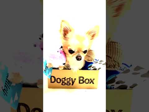 小さいチワワの大きいおもちゃへの反応が面白い🤣ドギーボックス5月その3（ラスト)🐶　　#doggybox  #shorts