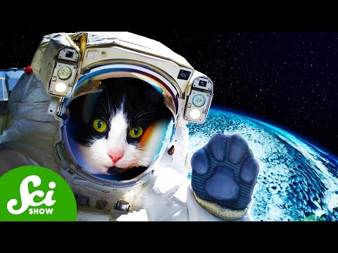 The First (And Only) Time We Sent a Cat to Space