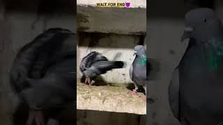 Sell pigeon#kabutar #kabutarbazi #kabutarstatus #kabutarlover #pigeon @YouTube #trending #shorts 😈